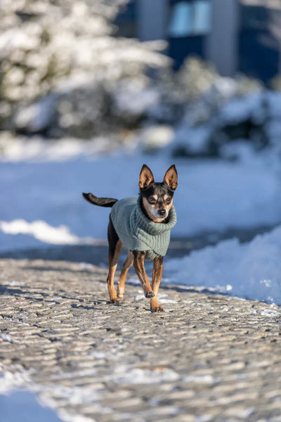 Trixie CityStyle Berlin megztinis, XS: 24 cm, šalavijo